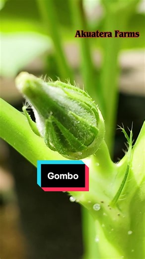 Astuce pour réussir la culture du gombo
