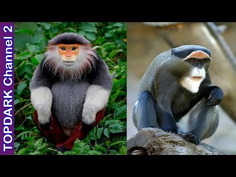 10 Amazing Monkey Breeds