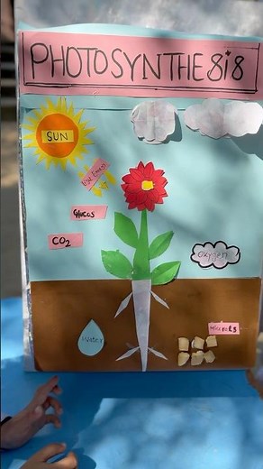 Class 8 Student Muneeba Shehzadi Made Photosynthesis Process Model