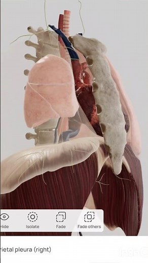 Watch How the Lung Collapses in Pneumothorax (3D Animation) #lungs #pneumothorax #medicalanimation