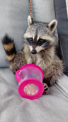 Adorable Raccoon Videos - Funny and Cute Animal Compilation