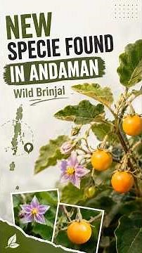 New Specie Discovered ! Wild Brinjal in Andaman | UPSC Environment 2027-28 | Mukesh Jha