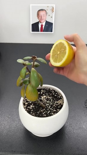 🌿 Picture this! You see a plant. Snap a photo and identify it instantly with AI.