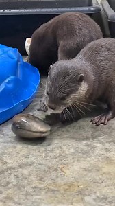 How do you open this thing?! | Cincinnati Zoo & Botanical Garden