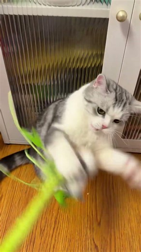 Playing with Catty #catty #cat #catvideos #animalvideos #kitten #kitty