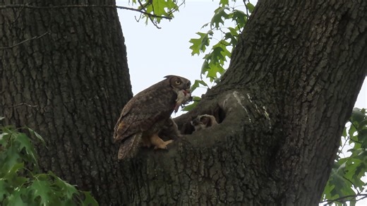 8.9K views · 444 reactions | Great Horned Owl Mama brings food to youngs (Bubo virginianus) | BIRDS & Nature | Facebook