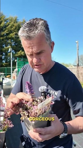 Why is Ajuga so useful this time of year?