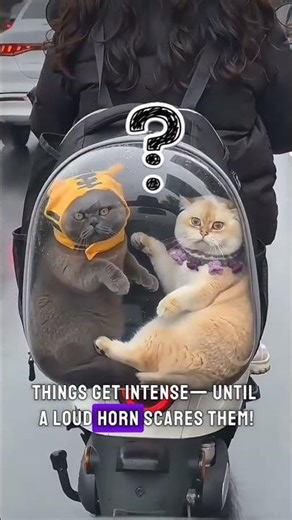 Backpack Cat Fight Gone Wrong! 🐱🎒 #cat #funnycat #animalshorts #funnyanimals #catfight #viralshorts