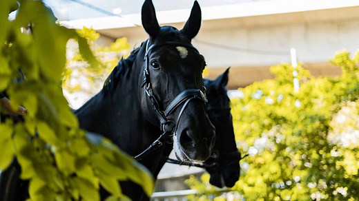 The 25 Best Horse Breeds To Use For Dressage