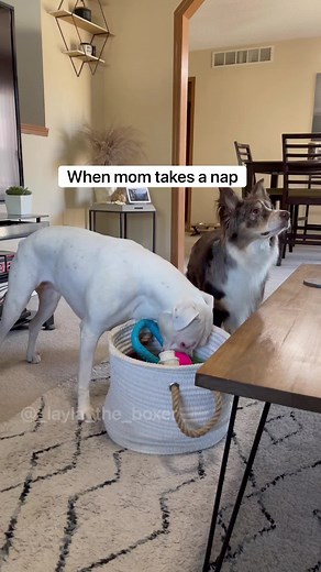 Troublemakers or problem solvers? 🤔 #funnydogs #whiteboxers #funnydogvideos #boxerdogs #funnyvideos #dogmemes #dogcomedy #funny #dogskit #whiteboxer #skit #comedyskit #shortfilm #australianshepherd #heeler #dogsordertarget #samedaydelivery #target #funnyskits | Layla the Boxer