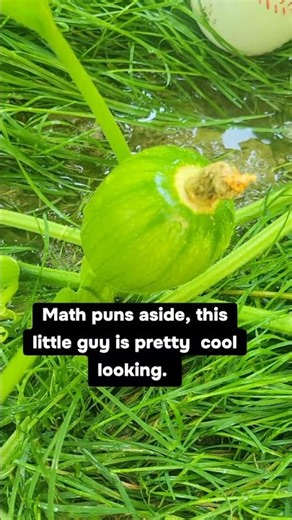 Does an exponentially cool upside-down pumpkin have a square root??? 🤔😏🎃