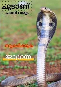 തണുപ്പ് തേടി പാമ്പുകൾ വീടിനകത്തേക്ക് ശ്രദ്ധിക്കുക ജാഗ്രതൈ #snake