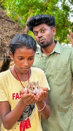 😎 நேரம் வந்துடுச்சு | Hamsters Breeding | balasvoyage
