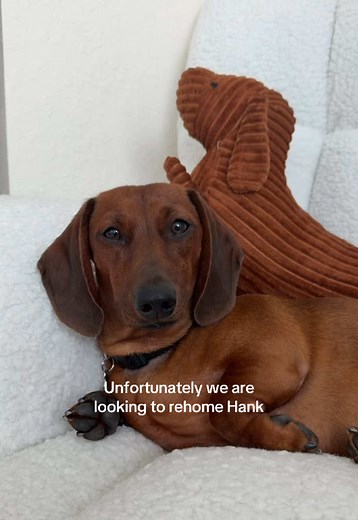Rehoming Our Mini Dachshund Puppy, Hank