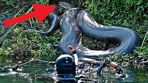 1.8M views · 333 reactions | Biggest Snakes Found Around The World! | Mysterious Stories | Facebook