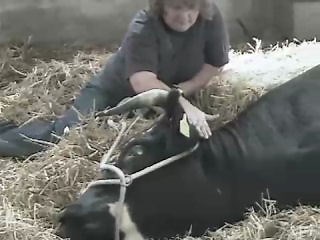 Une vache accouche d'un homme