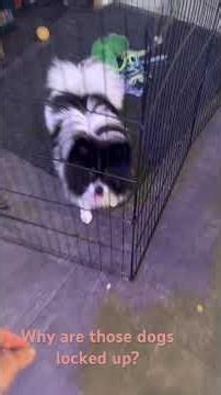 Why Every Dog Should Be Crate Trained (And Why Most Owners Get It Wrong)