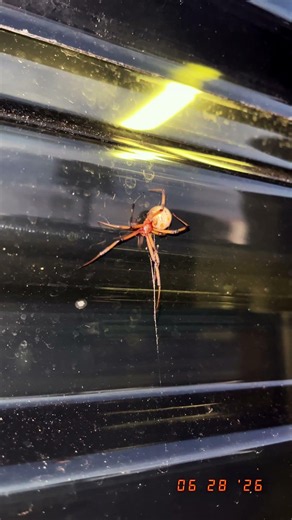 Brown Widow (Latrodectus geometricus) Spider #spider #spiders #shortsfeed