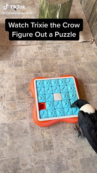 Clever Crows: Puzzle-Solving Animals