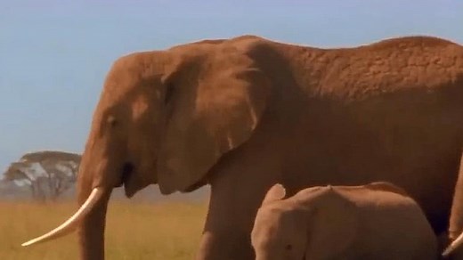 探险野生动物：大象群中的交配法则