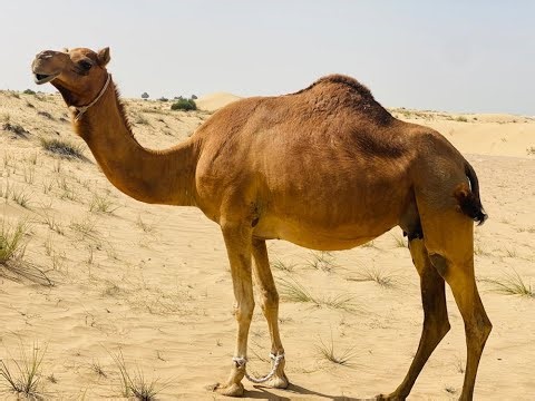 5 facts about camels