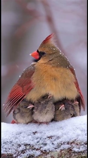 Unbreakable Bond: Mother Cardinal Protects Chicks in a Snowstorm