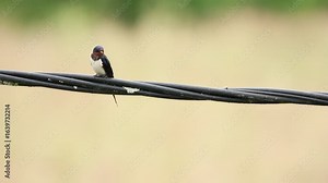 Une Hirondelle rustique perchée sur un câble électrique se lave et se lisse les plumes, avec un arrière-plan flou naturel.