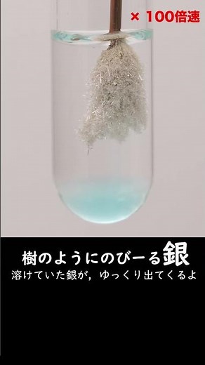 樹のようにのびーる銀 Ag tree #Silver that grows like a tree #chemistry #silver #science #銀樹