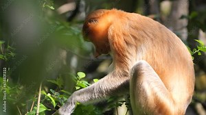Female proboscis monkey in the wild, sitting on tree, eating leaves mangrove and looking around at Tarakan, Indonesia. Proboscis monkey foraging at mangrove forest. Wild nature stock footage.