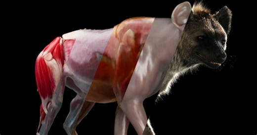 AdonisFX 2.0 Is Out Now