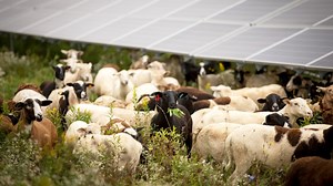 Shepherding the Sun: Grazing Sheep Under Solar Arrays - Cornell Small Farms