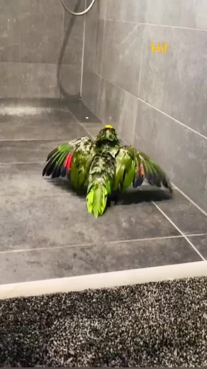 Always the first to say hello and also always the last. #hello #hello #yellownapedamazon #amazonparrots #amazonparrot