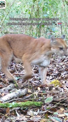 Votar también es proteger a quienes no tienen voz para defenderse por sí mismos 🐾 🇨🇷 | Los Santos Wildlife