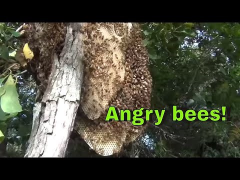 Honey Bee Colony Collapsed!