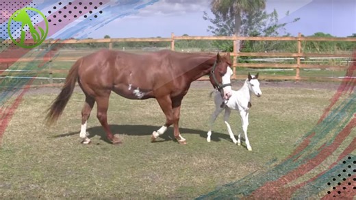 Owners Realize Their Newborn Foal Is One of a Kind
