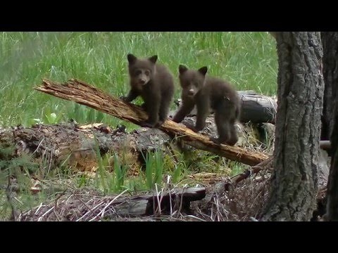 Black Bears of Sequoia and Kings Canyon