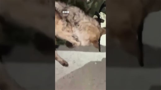 Un lobo fugitivo fue recapturado tras una búsqueda frenética de 9 días