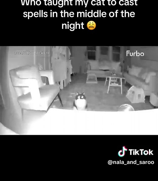 My Cat's Spell-Casting Adventures at Night