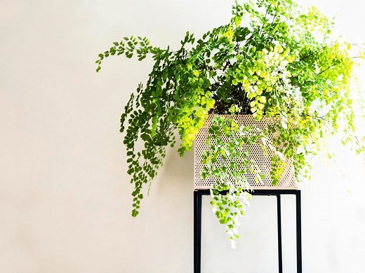 How to grow and care for maidenhair ferns