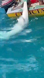 108K views · 395 reactions | Anguilla fisherman catch huge tiger shark | Times Caribbean | Facebook