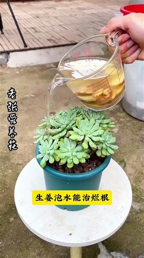 Revolutionary Flower Fertilizer: Beer + Water