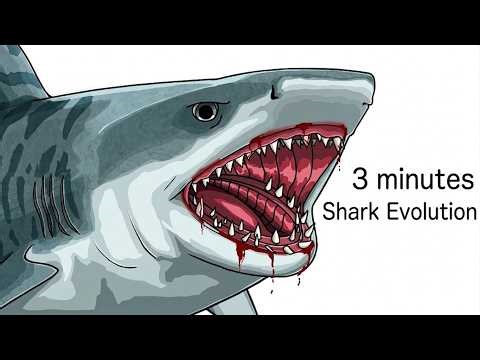 3 Minutes About The Evolution of Sharks