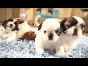 4 Adorable Shih Tzu Puppies | So playful