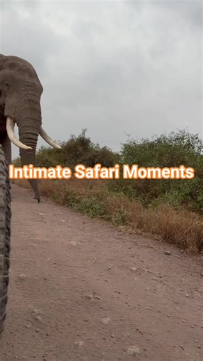 Upclose and Personal Safari Experience with Elephants in Africa. #elephant #elephantsafari #elephantlove #safari #safariadventure #SafariExperience #fypシ゚ #africa #africasafari #kenya #kenyasafari #gamedrive #gamedrivesafari #gamedrivesightings #GameDriveAdventure #highlights #vacation #vacationmode #vacationgoals #vacationvibes #holiday #holidayseason #holidaydeals #travel #traveldeals #TravelGoals #traveldiaries #everyonefollowers | Black Culture Tours & Events