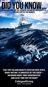 🌊 Fact Friday is here! 🌊 Each week, we dive into 5 fascinating facts about Utila, the ocean, and the world of SCUBA! 🌊🤿 Whether you're a seasoned diver or just ocean-obsessed, there’s always something new to learn beneath the surface! ✨ Stay tuned every Friday - let’s geek out about the deep! 💙🐠 Let us know how many you knew in the comments or on our stories poll! ✅ #FactFriday #DiveDeeper #OceanFacts #SCUBA #Diving #Adventure #Underwater #DiveTravel #Caribbean #Honduras #Paradise #IslandL