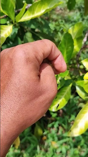 yellow caterpillar #wildlife #nature #piano #insects #anyuniqueanimals