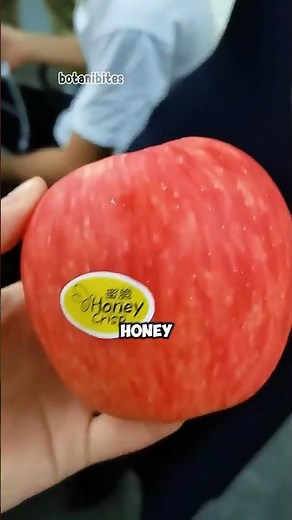 The Great Apple Crunch Test