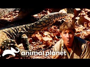 Steve Irwin Sneaks Up On the King of the Outback! | The Crocodile Hunter | Animal Planet