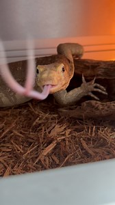 1.2K views · 638 reactions | Which Varanus species is your favorite??? Shown: Asian Water Monitor - Varanus salvator Black Throat Monitor - Varanus albigularis ionidesi Asian Water Monitor - Varanus salvator Large Scaled Water Monitor - Varanus nuchalis Blue Tailed Monitor - Varanus doreanus Crocodile Monitor - Varanus salvadorii Lace Monitor - Varanus varius | Cold Blooded Shop | Facebook