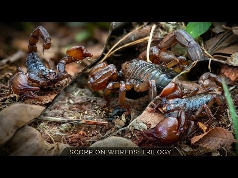 Giant Wild Scorpion Emerging from its Burrow! 🦂😱